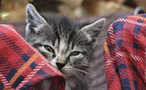 Cute Domestic Cat Drucke: Small fluffy kitten close to