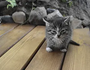 Close Up Pet Photos Drucke: Small fluffy kitten looking at the camera close to