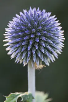 Emsland Nature Scenes Drucke: Small globe thistle (Echinops ritro)