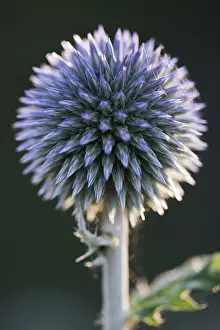Europe Flowering Plants Drucke: Small globe thistle (Echinops ritro)
