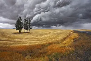 Agricultural Landscape Shot Drucke: Small grove in fields after a harvest