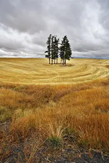 Uninhabited Countryside Scene Drucke: Small grove in fields after a harvest