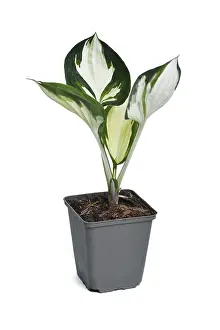 Ornamental Garden Plants Drucke: Small Hosta x Fortunei Fire