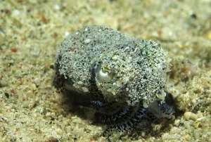 Drucke von Ein kleiner Tintenwurm (Eupyrmna sp.) in Sabang, Mindoro, Sulu See, Philippinen See Drucke: Eine kleine Tintenwurmart (Eupyrmna sp.)