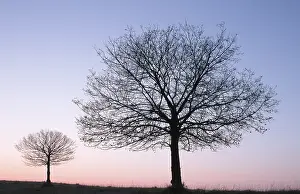Baden Wurttemberg Germany Drucke: Small Leafed Lime at dusk in winter