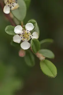 Drucke von Kleinblättriger Cotinga (Cotoneaster microphyllus), Blüte, Zierpflanze, ursprünglich aus Asien Cotingas Drucke: Kleinblättriger Cotinga (Cotoneaster microphyllus)