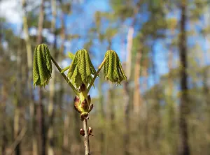 Europe Plant Life Drucke: Small leaves on the bud of a deciduous tree