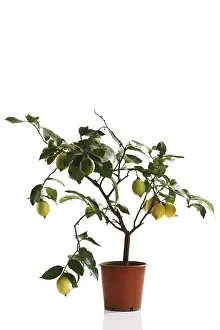 Vitamin Rich Plant Life Drucke: Small lemon tree