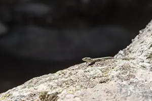 Scaled Reptile Images Drucke: Small lizard basking on a textured rock surface in bright sunlight