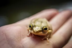 African Wildlife Conservation Drucke: Small madagascar frog on a human hand