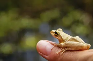 Poisonous Amphibian Drucke: Small madagascar frog on a human hand