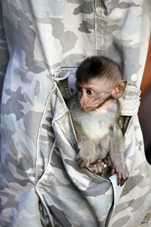 Mammal In Natural Environment Drucke: The small monkey in a pocket of trousers