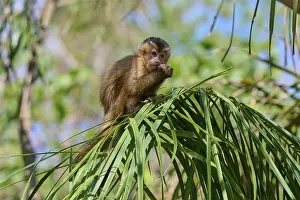 Capuchin Monkey Drucke: Small monkey sitting on a branch