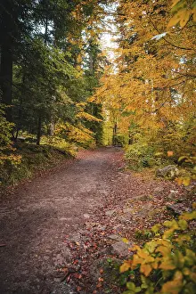 Autumn Forest Germany Drucke: Small path through the forest in autumn