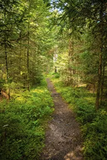 Schwarzwald Landscape Photo Drucke: Small path through the forest, Black Forest