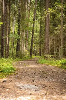 Baden Wurttemberg Landscapes Drucke: Small path in the forest, Black Forest, Germany
