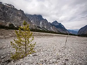 German National Park Photography Drucke: Small pine grows in gravel fields