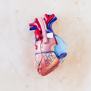 Romantic Concept Image Drucke: Small plastic human heart light table