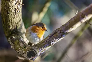 European Robin Bird Drucke: Small robin bird sitting on the branch of a tree