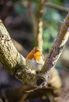 European Robins In Nature Drucke: Small robin bird sitting on the branch of a tree