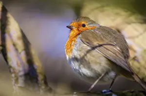 Orange Colored Birds Drucke: Small robin bird sitting on the branch of a tree