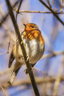 Attentive Bird Behavior Drucke: Small robin bird sitting on the branch of a tree