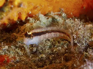 Drucke von Ein kleiner, schlanker Fisch mit auffälligen Streifen, der Längsstreifen-Blenne (Parablennius rouxi), liegt auf einer orangefarbenen Meeresboden, Tauchplatz Halbinsel Giens, Mittelmeer, Porquerolles Schleimfisch Drucke: Ein kleiner, schmaler Fisch mit auffälligen Streifen.