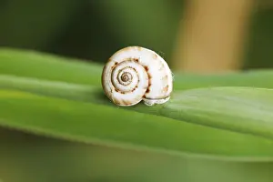 Close Up Snail Drucke: Small snail on reed at close range