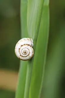 Close Up Snail Drucke: Small snail on reed leaf at close range