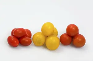 Tomato Nutrition Drucke: Several small sorts of tomatoes