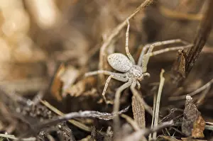 Wildlife Photography Arachnid Drucke: Small spider hiding in the grass