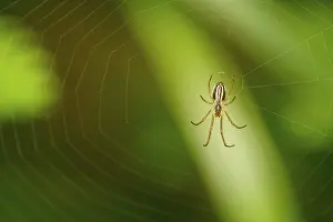 Animal In The Wild Drucke: Small spider sitting in their network