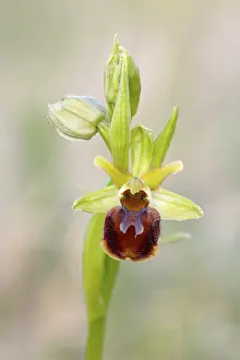 Open Air Landscape Photo Drucke: Small spiderwort (Ophrys sphegodes subsp)