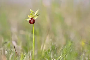 Bee Orchid Flowers Drucke: Small spiderwort (Ophrys sphegodes subsp)