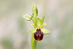 Uninhabited Waterfront Scenery Drucke: Small spiderwort (Ophrys sphegodes subsp)