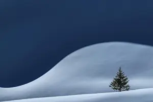 Deserted Mountain Range Scene Drucke: Small Spruce (Picea) on snow surface with light and shadow