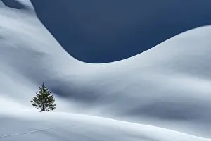 Light And Shadow Photography Drucke: Small Spruce (Picea) on snow surface with light and shadow