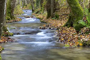 Baden Wurttemberg Waterfalls Drucke: Small steps in the stream, water