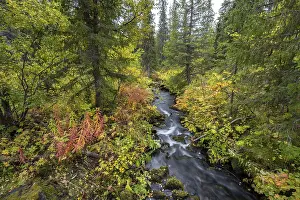Uninhabited Swedish Countryside Drucke: Small stream flows through autumnal forest