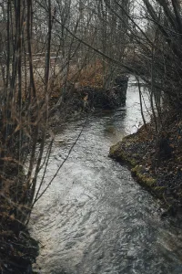 Bare Tree Photography Drucke: A small stream flows between bare trees