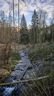 Bare Trees Germany Drucke: A small stream flows through the wintry forest