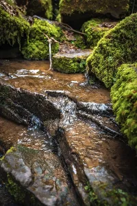 Black Forest Waterfall Drucke: Small stream in the forest with waterfall