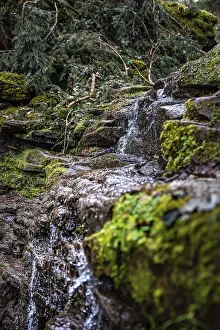 Waterfall In Forest Drucke: Small stream in the forest with waterfall