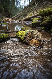 Central Europe Forest Photography Drucke: Small stream in the forest with wood