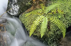 Drucke von Kleiner Bach, der durch Moospolster im gemäßigten Regenwald fließt, Mount Rainier Nationalpark, Washington State, USA Washington Drucke: Kleiner Bach, der durch Moospolster im gemäßigten Regenwald fließt.