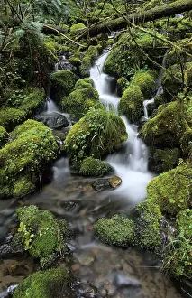 Mount Rainier National Park Drucke: Small stream running through moss pads in the temperate rainforest