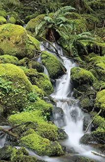 Drucke von Kleiner Bach, der durch Moospolster im gemäßigten Regenwald fließt, Mount Rainier National Park, Washington State, USA Washington Drucke: Kleiner Bach, der durch Moospolster in den gemäßigten Regenwald fließt.