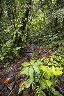 Central America Nature Photography Drucke: Small stream in the tropical rainforest