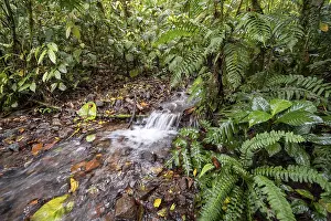 South American Rainforest Landscape Drucke: Small stream in the tropical rainforest