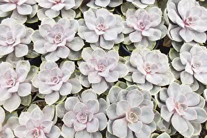 Deserted Greenhouse Scene Drucke: Small succulent plants background